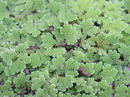 Carolina Mosquito Fern,Carolina Azolla
